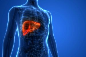 Illustration of an x-ray of the human body, highlighting the liver.