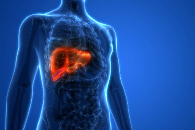 3D outline of a man with the liver highlighted in red to illustrate hepatotoxicity and drug-induced liver injury concerns