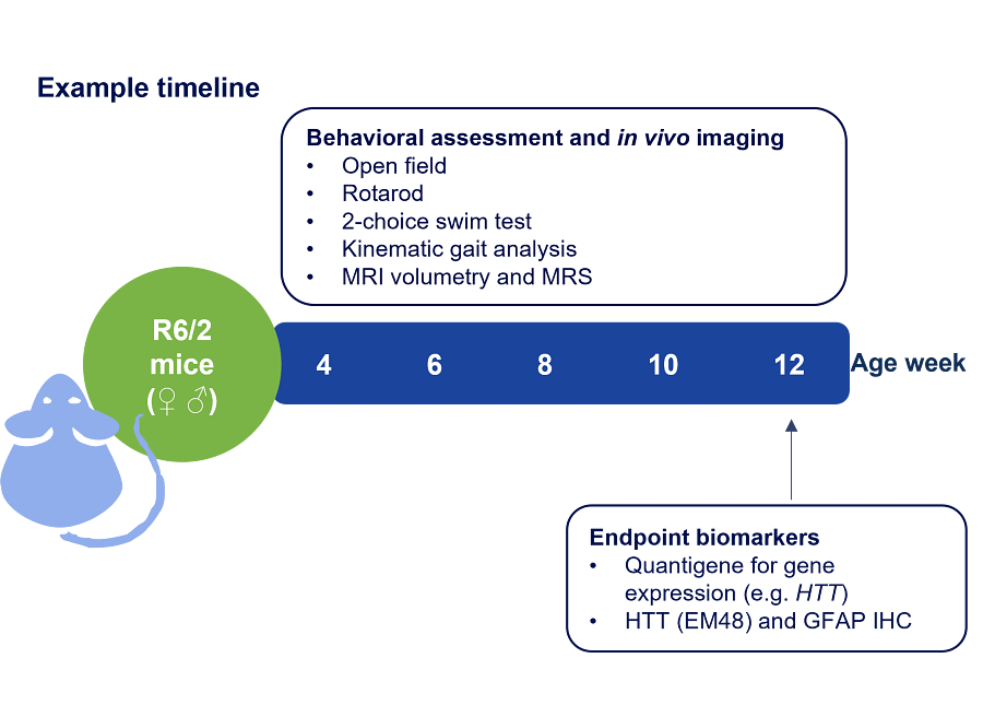 DS_CNS_2025_HD_R6_2_timeline.png