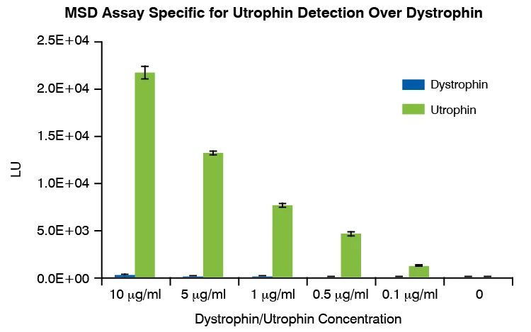MSD assay is highly specific for utrophin over dystrophin