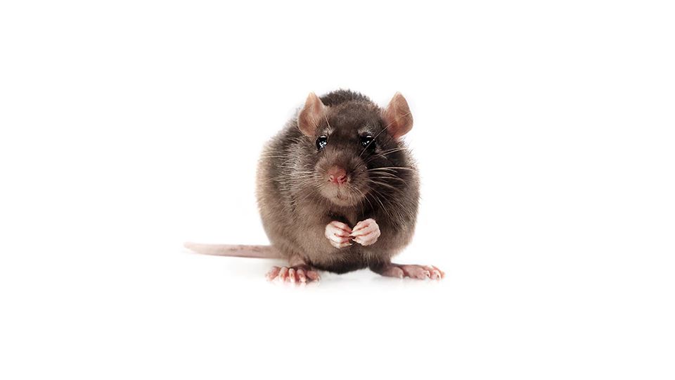 Brown Norway Rat on a white background