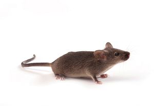 Image of brown mouse