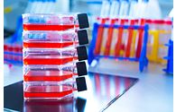 Cell culture flasks