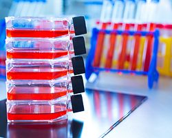 Flask of assays being used for a lot release testing program
