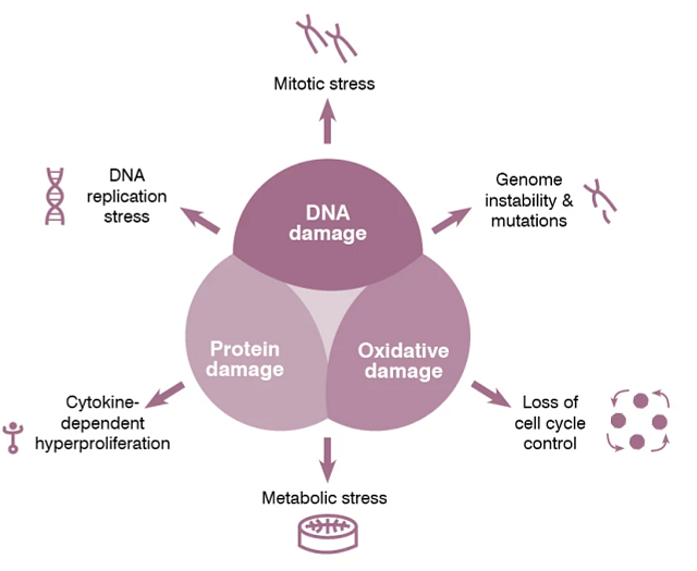 Diagram depicting the markers ToxTracker can identify that reveal genotoxic modes of action as well as non-genotoxic modes of action including DNA, protein, and oxidative damage