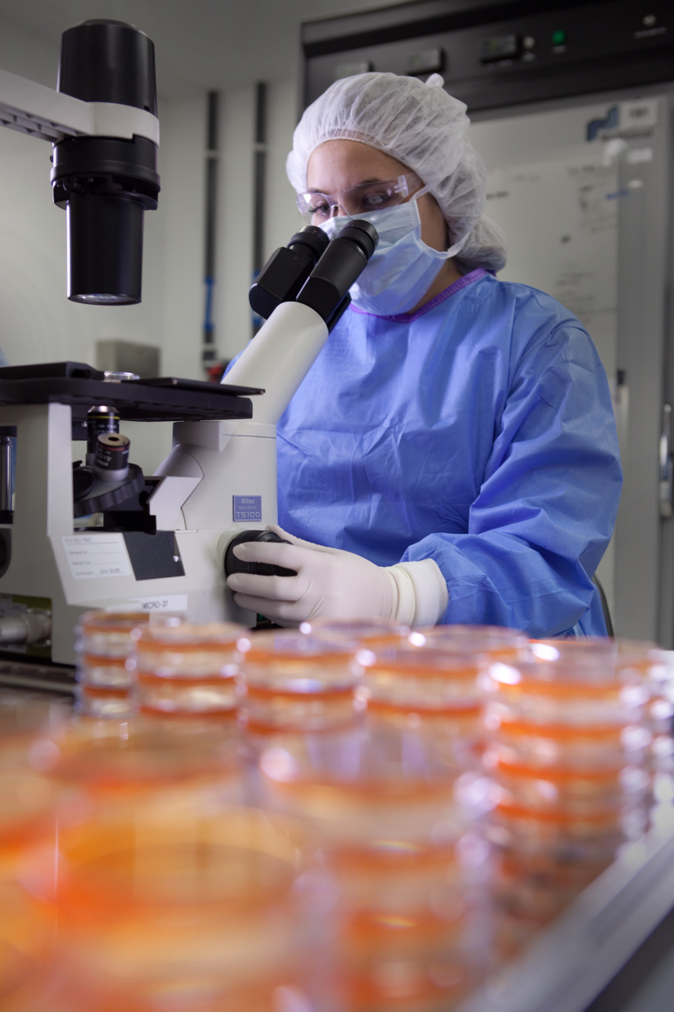 Scientist using a microscope to perform mycoplasma testing