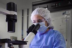 Scientist using a microscope to perform mycoplasma testing
