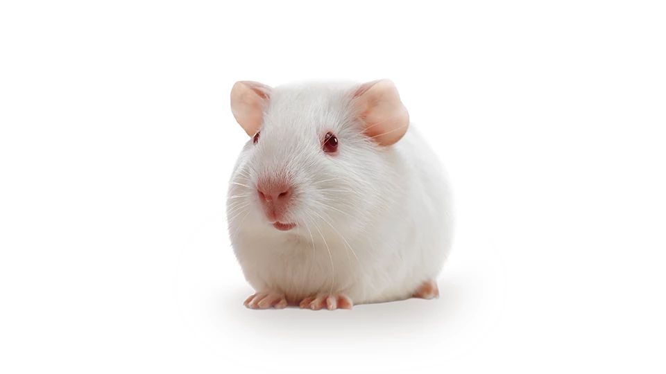 Hartley Guinea Pig