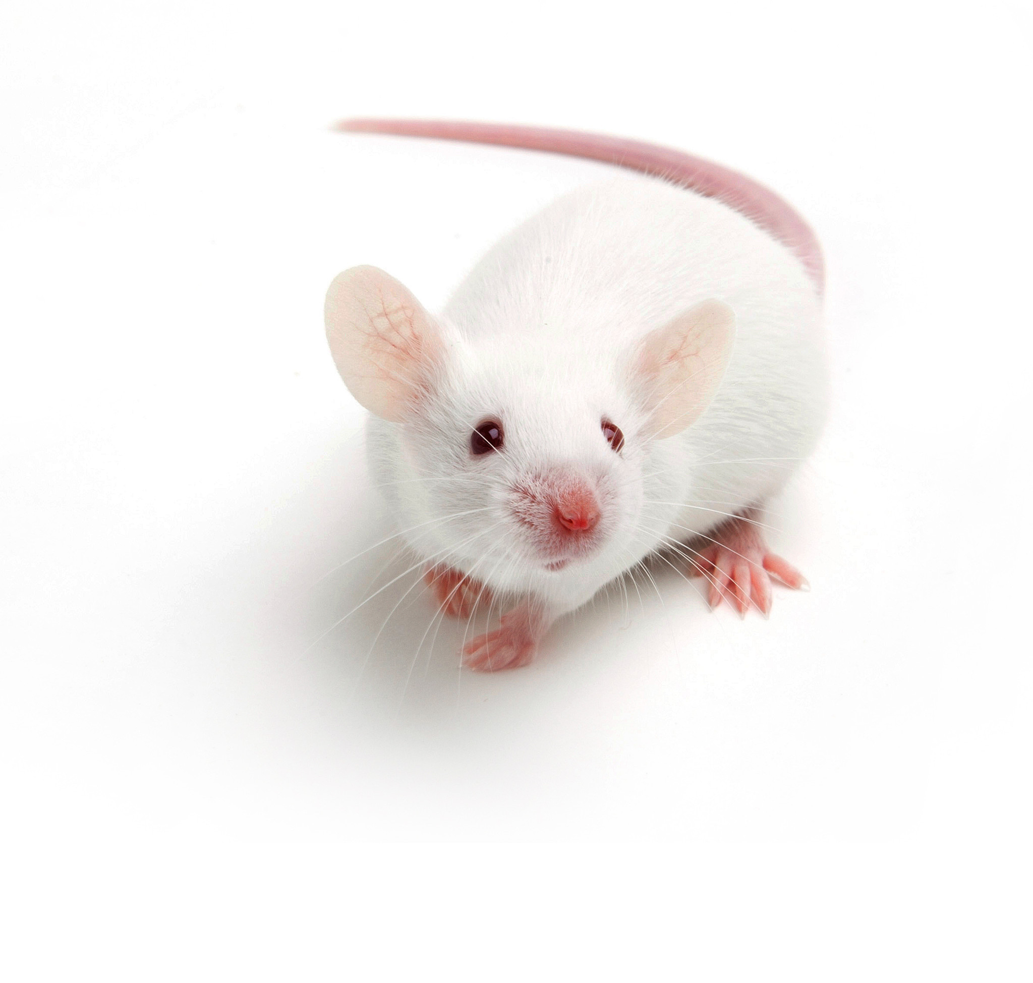 immunodeficient mouse
