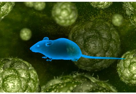 DS-oncology-illustrations-20-single-mouse-trials.jpeg