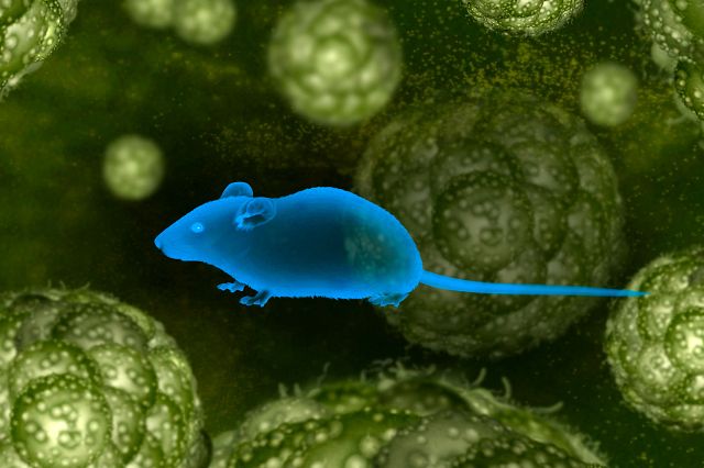 Mouse in front of an abstract background of cancer cells to represent the single mouse trials offered at Charles River oncology.