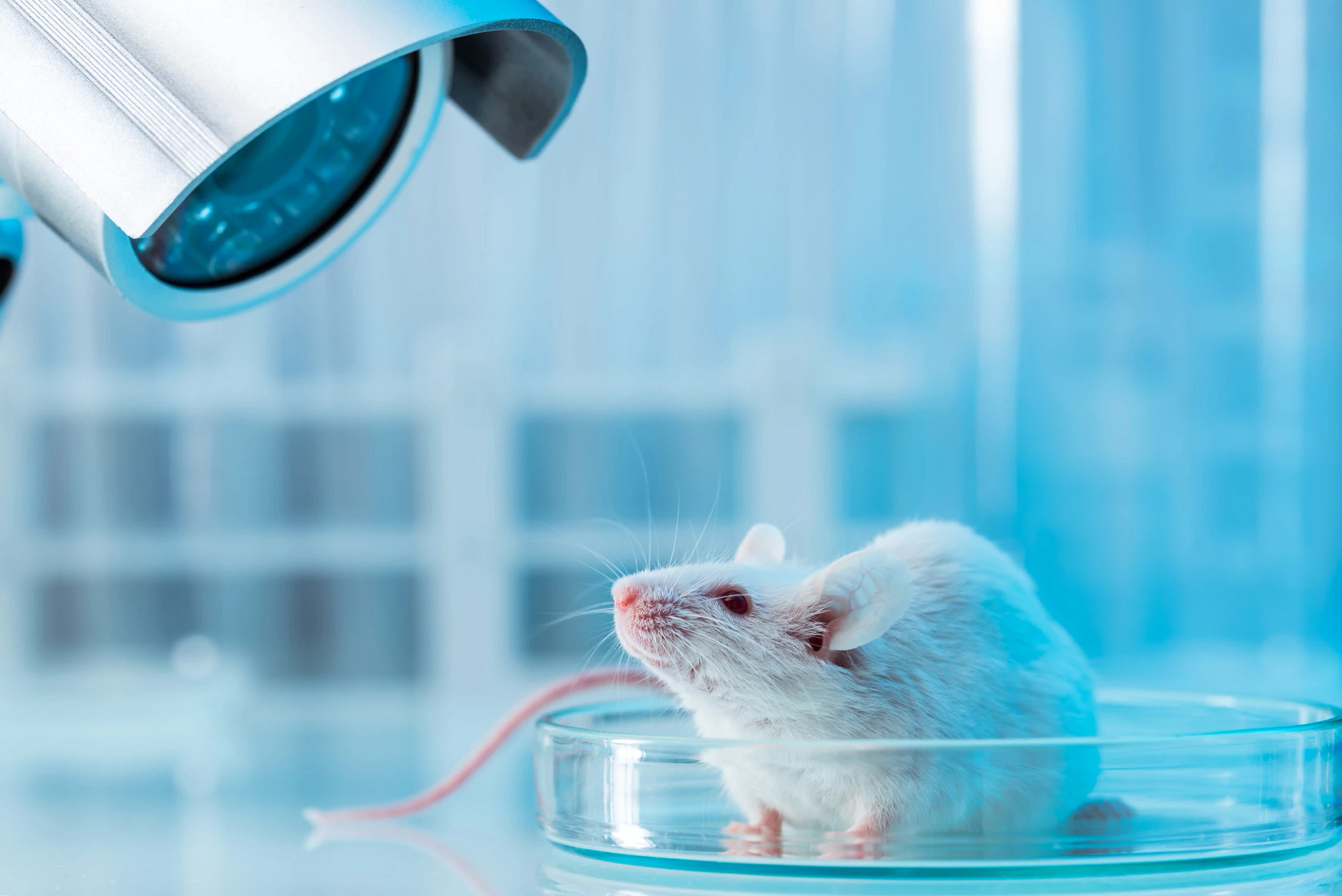 White mouse in a laboratory