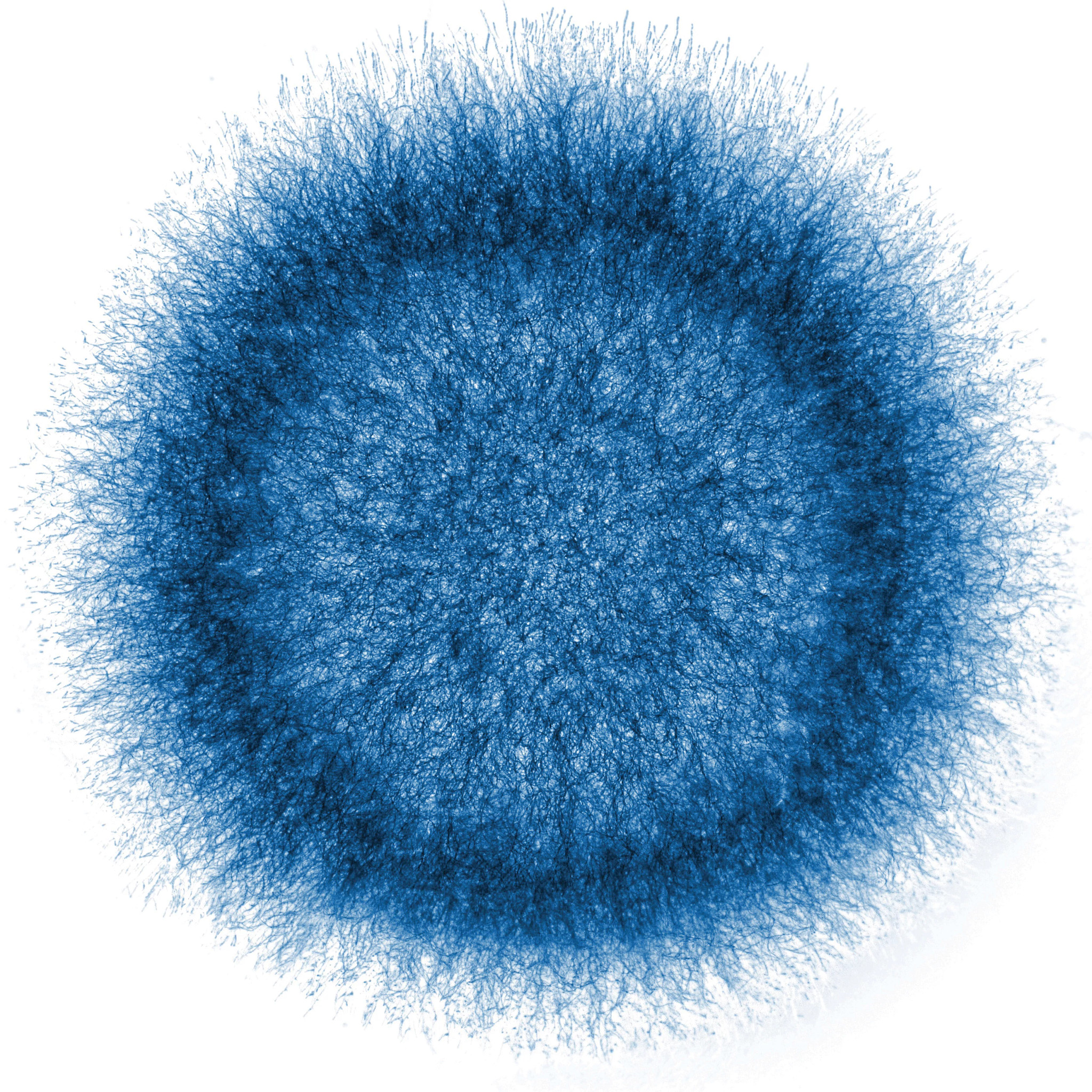 Filamentous Fungi