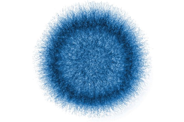 blue macro x-ray of fuzzy mold
