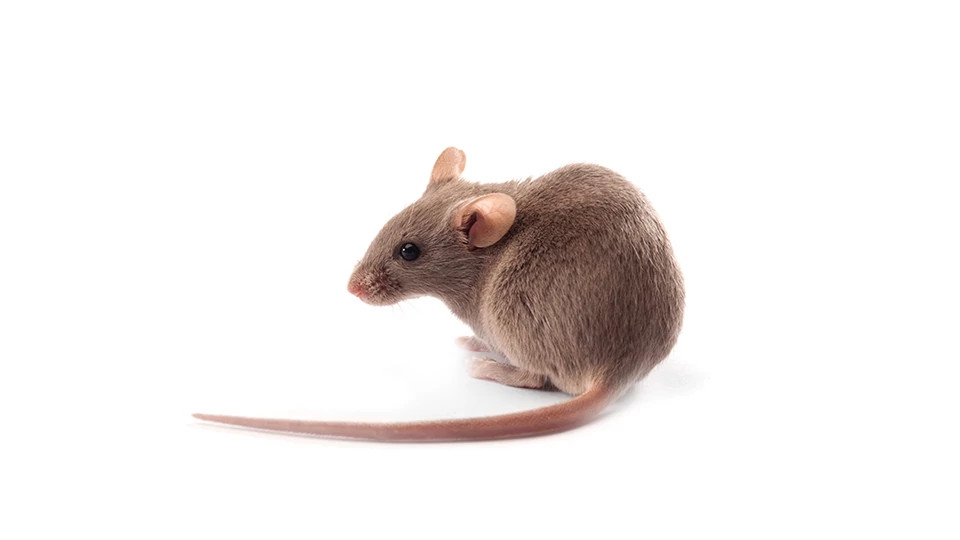 DBA/2 Mice | Charles River