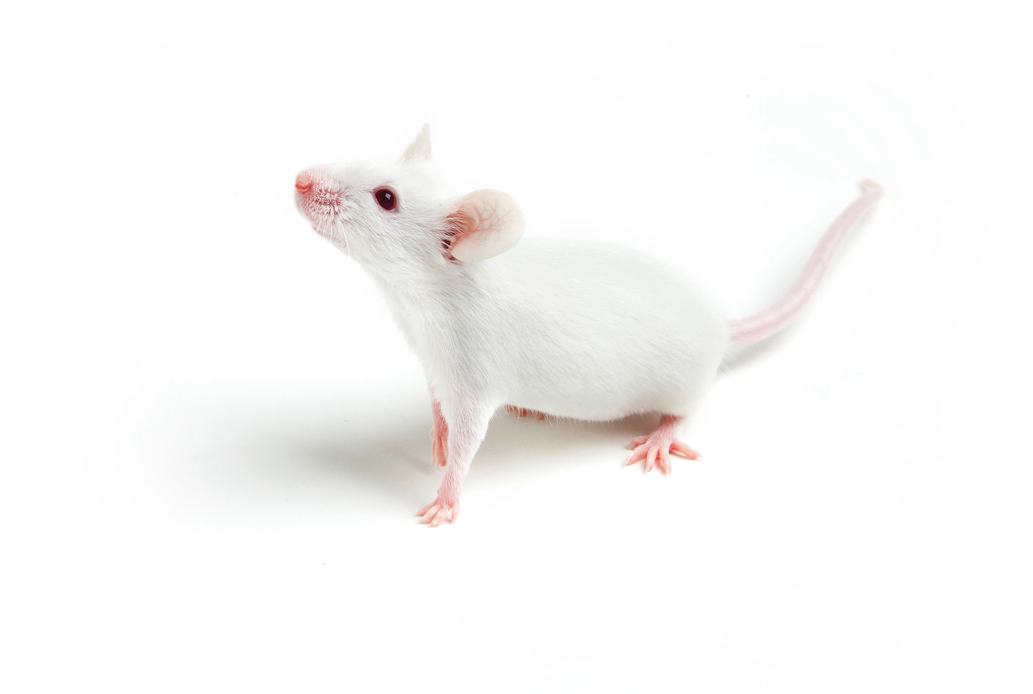 white mouse