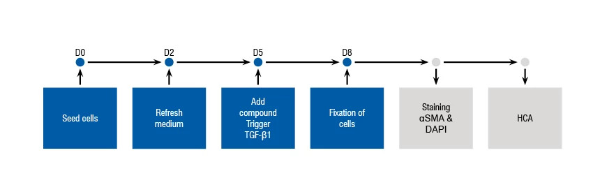 Figure showing the timelines and stages of the M1 Polarization Assay.