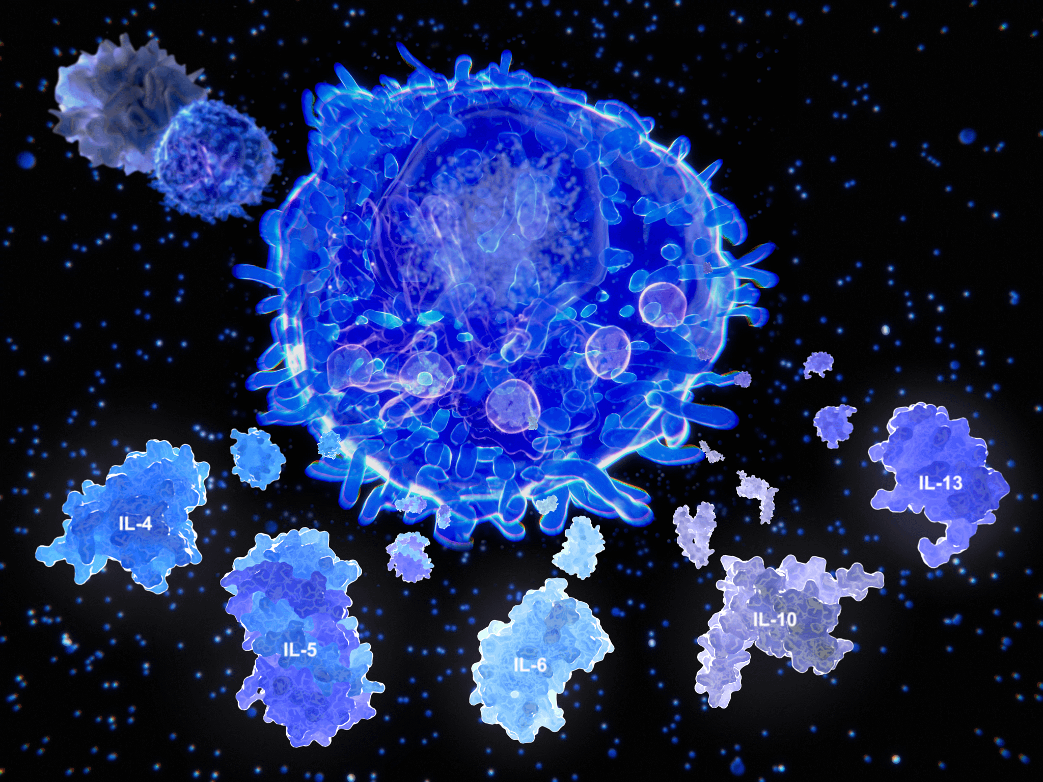 An activated T helper cell segregates the cytokines IL-4, IL-5, IL-6, IL-9, IL-10 and IL-13, leading to B cell antibody class switching, activation of cytotoxic T cells, and maximizing the bactericidal activity of phagocytes such as macrophages