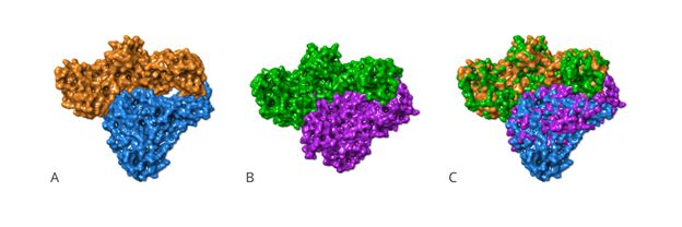 Graphic overview of (A) HERV-K and (B) HIV-1 reverse transcriptase dimer protein structures. Each of the monomeric units is shown in a different color. The two molecules per dimer are colored differently. (C) Superimposition of the two structures shows a striking similarity despite poor protein sequence homology.