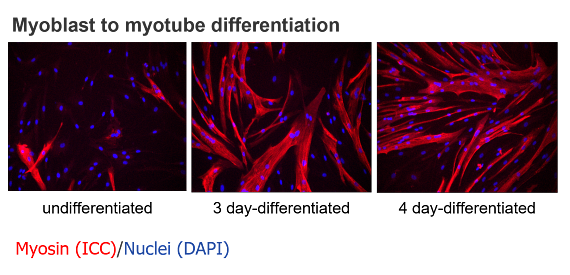 Glucose uptake assay