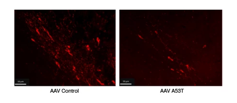 Graph showing the AAV-A53T mouse model