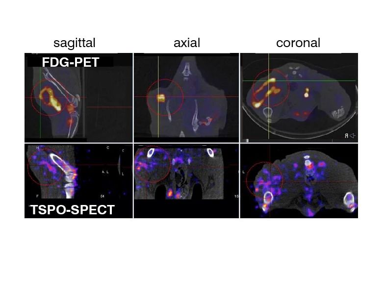 imaging monitoring inflammation and therapeutic response in neuritis-induced rats