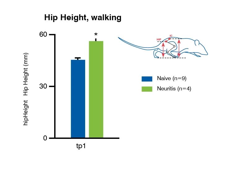 chart of walking hip height in neuritis model