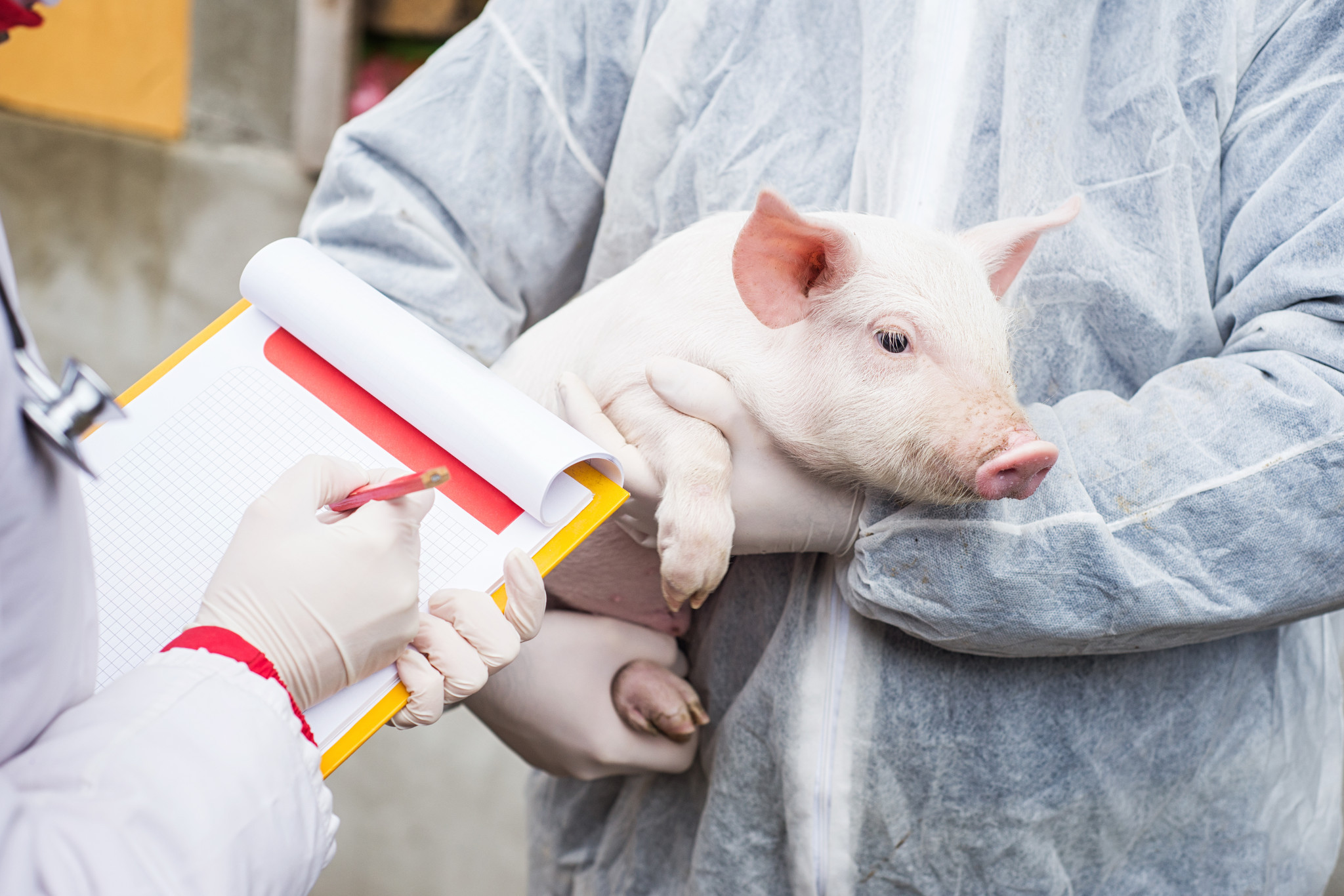 Mini pig vet near sales me