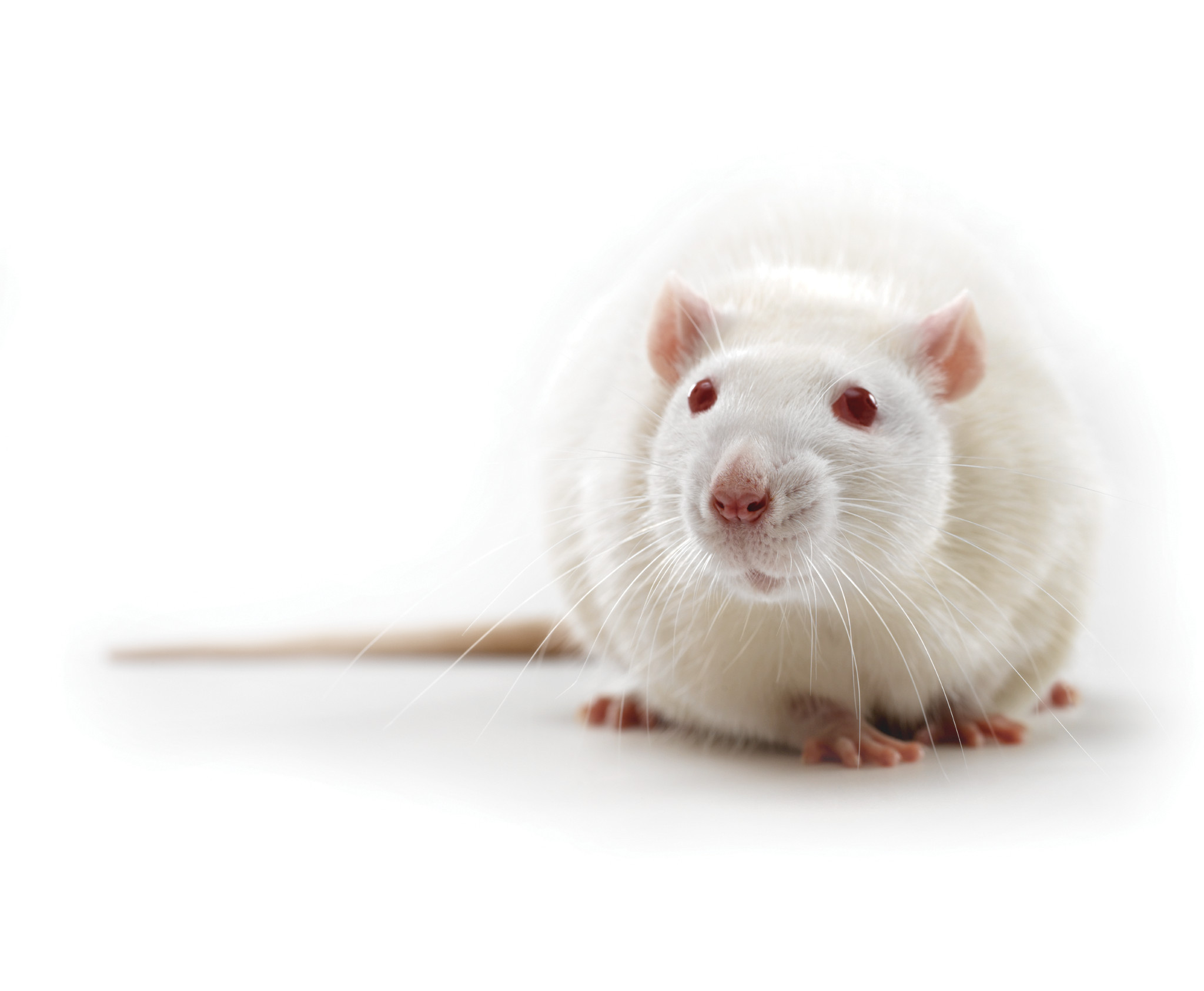 モディファイRAT ZDF Rat (Obese fa/fa) | Charles River