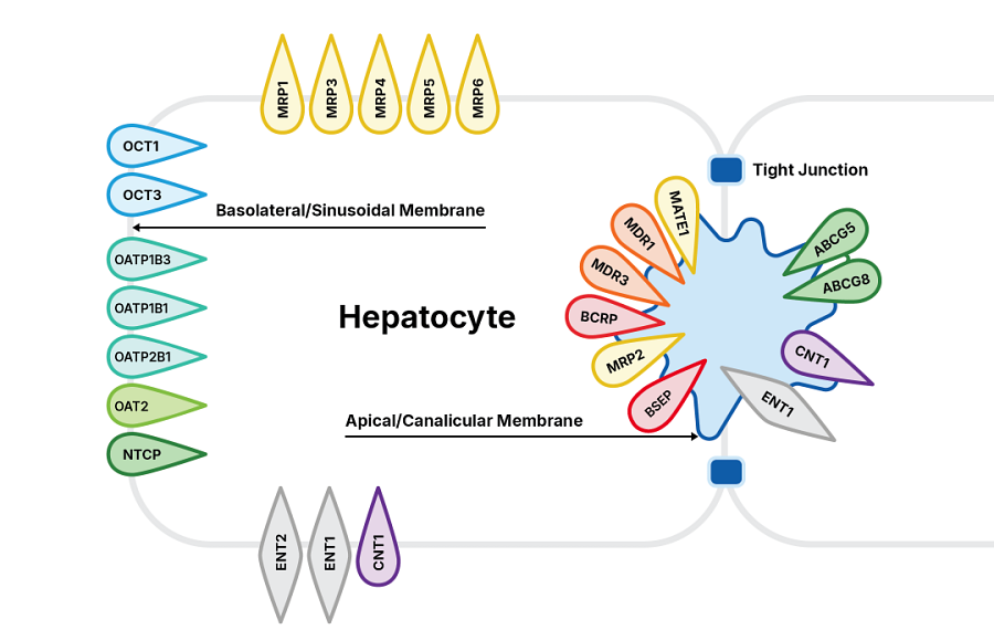 Summary of the major ABC pumps and SLC uptake carriers expressed in the liver, including their primary placement in differentiated hepatocytes and the primary direction of transport.