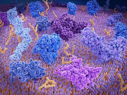 microbiome, immune system and inflammation models in mice