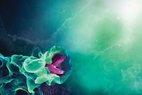 The anti-infective role of the immune system on E.coli infection