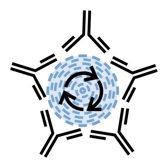 Mechanism of Action and Effector Function Studies
