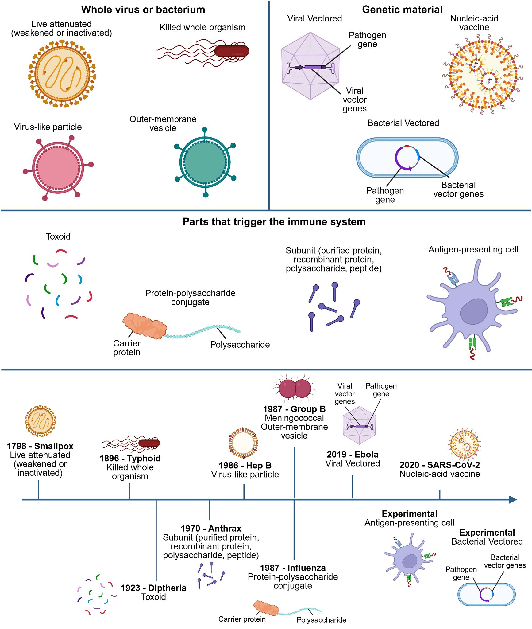 Types of Vaccine.jpeg