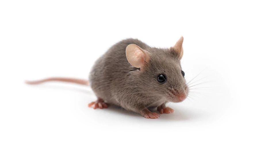 CB6F1 Mouse