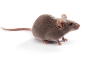 Brown rodent model