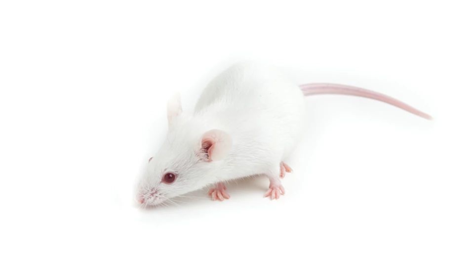 White NOD SCID Mouse sniffing the ground on a white background