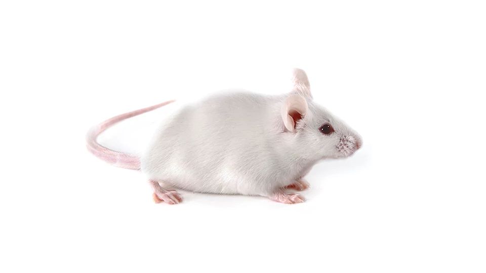 CD-1 IGS Mouse