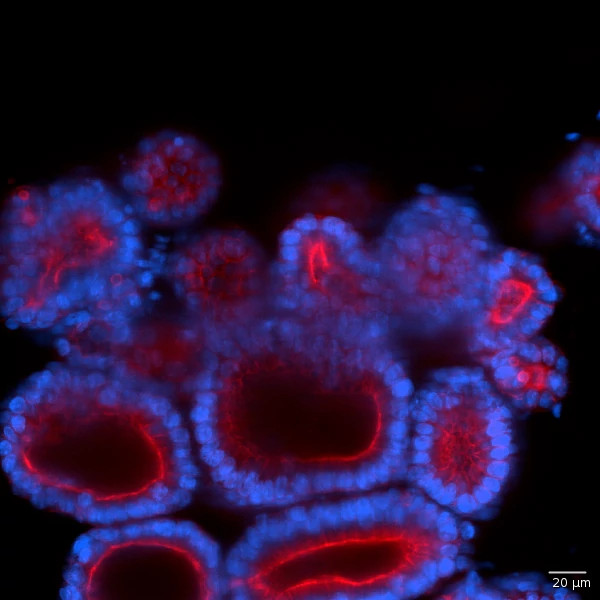 Assay image depicting 3D morphology of HIOs with polarized epithelial cells. Staining for nuclei (blue) and F-actin (red), with cortical actin surrounding the lumen.