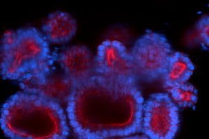 Assay image depicting 3D morphology of HIOs with polarized epithelial cells. Staining for nuclei (blue) and F-actin (red), with cortical actin surrounding the lumen.