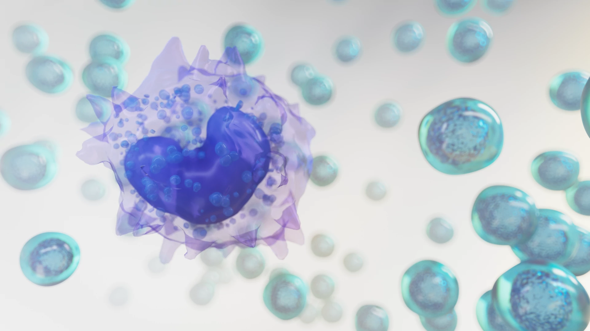 a monocyte and a cell cluster