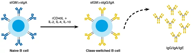Naïve B Cell producing IgG/IgA/IgE