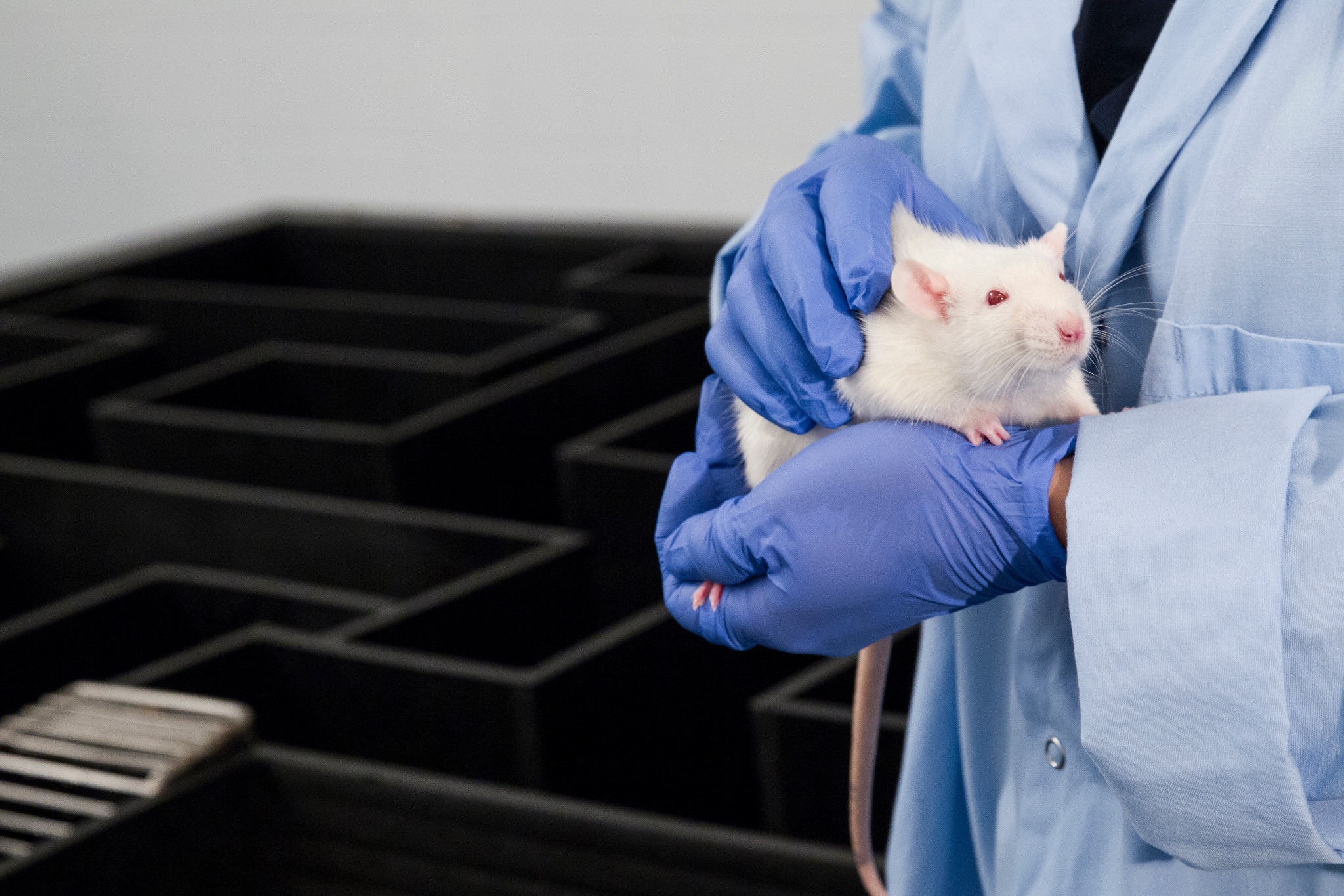 NIH Foundation to Push Animal Testing Alternatives Across Regulatory ...