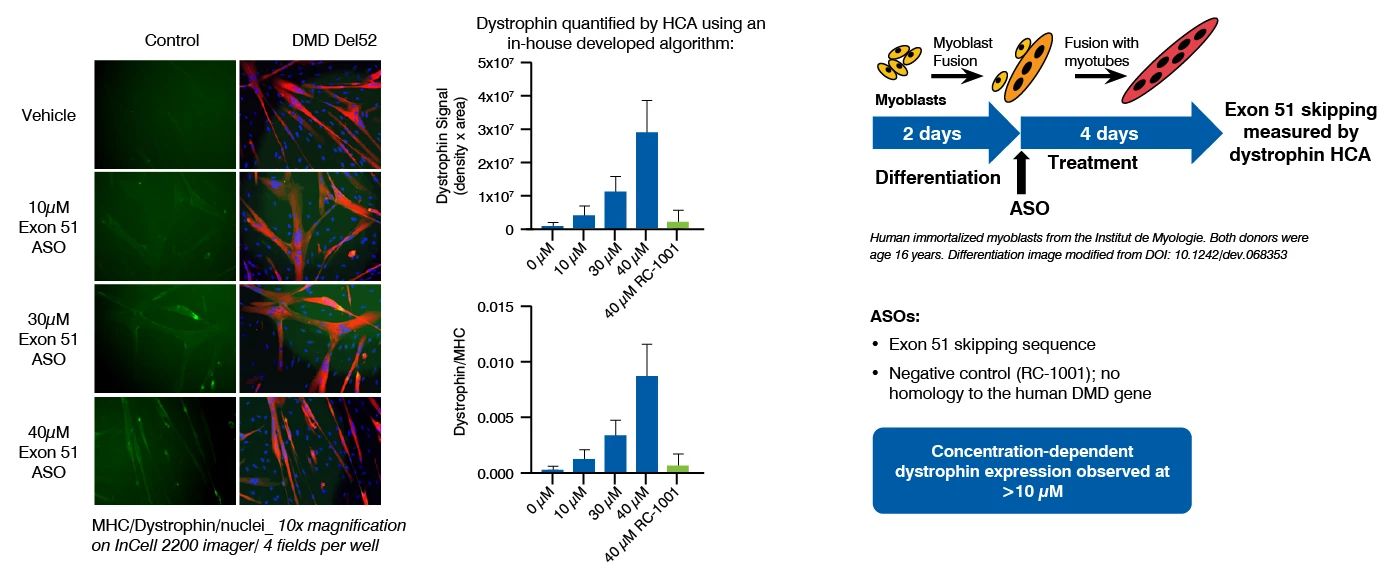 concentration dependent increase in dystrophin protein expression by exon 51 skipping ASO