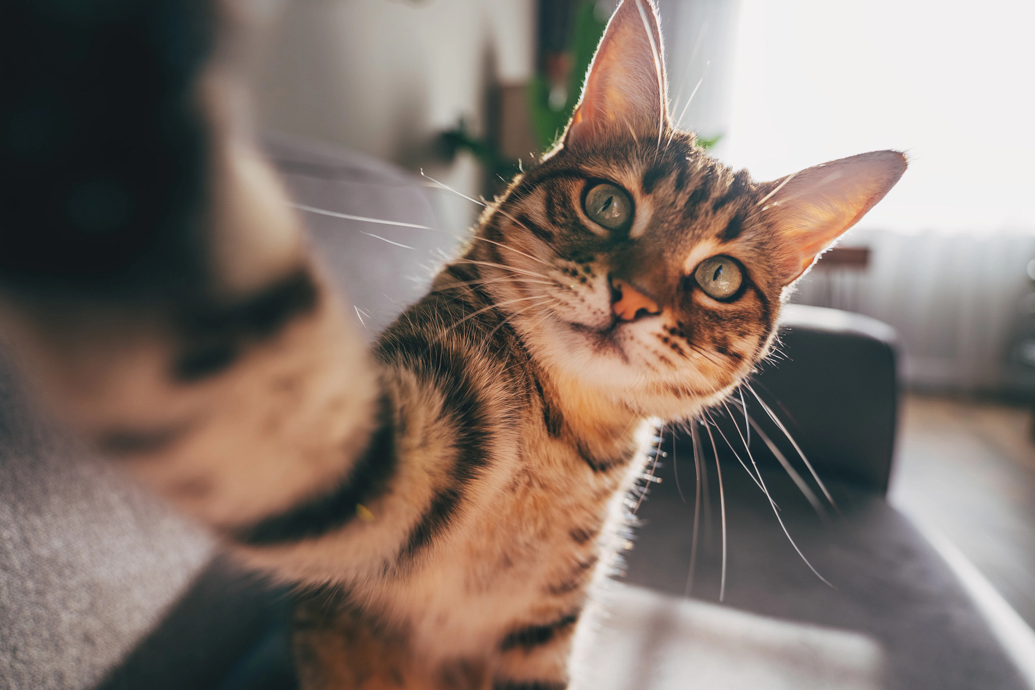 Similarities Found Between Cat and Human Cancer Genes | Charles River