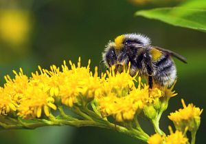 Charles River has implemented both contact and oral bumblebee testing to meet the regulatory requirements for exposure (OECD 246 and 247).