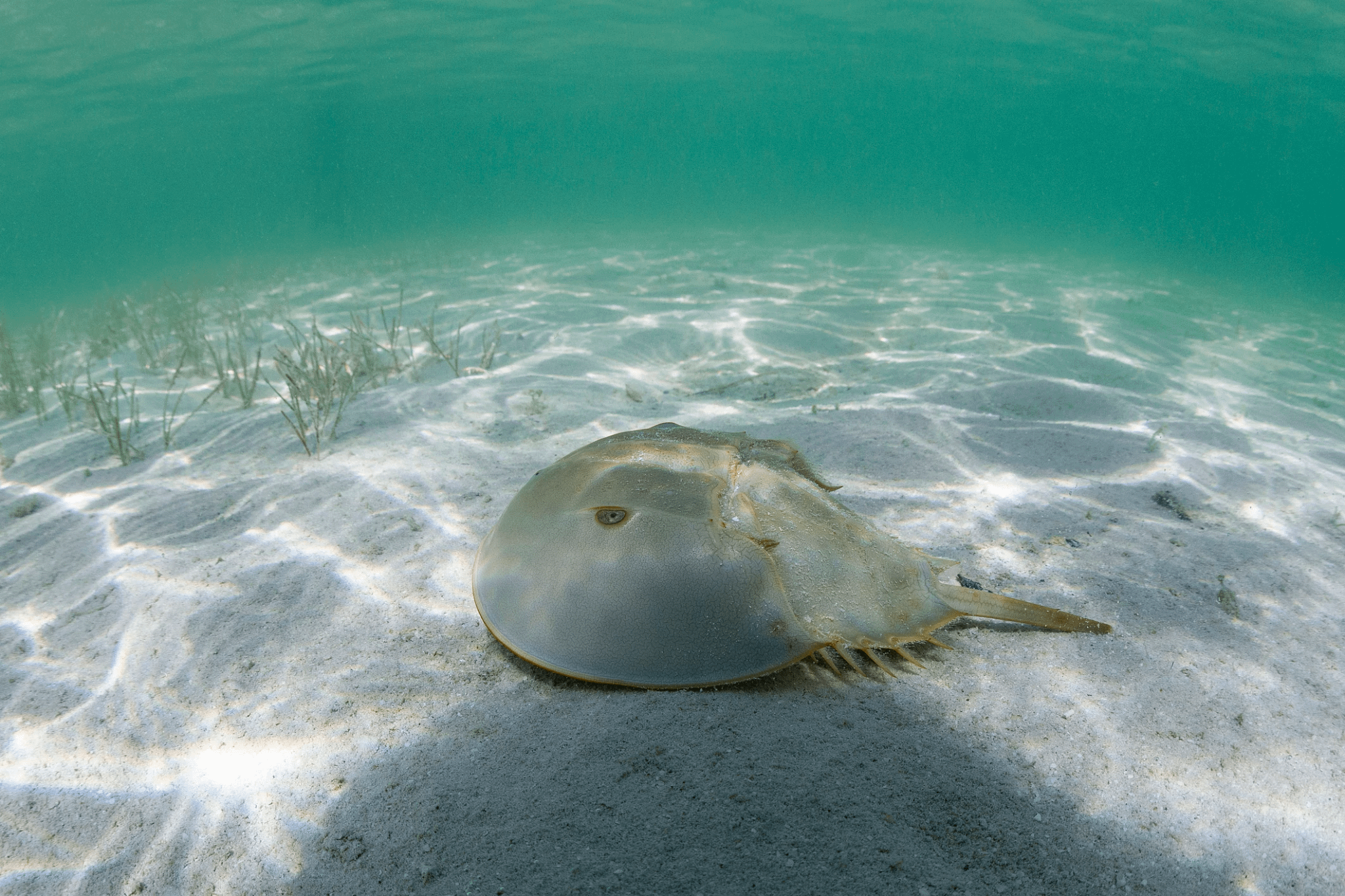 Horseshoe Crab Habitats Extend Further out to Sea Than We Think