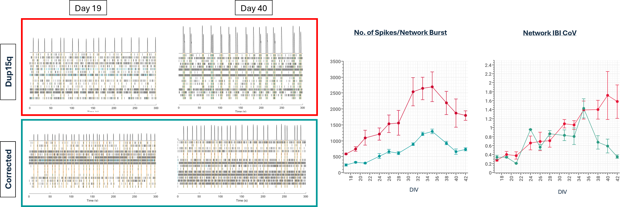 Raster plots and graphs showing detection of seizure-like activity in Dup15q syndrome patient-derived neurons by MEA.