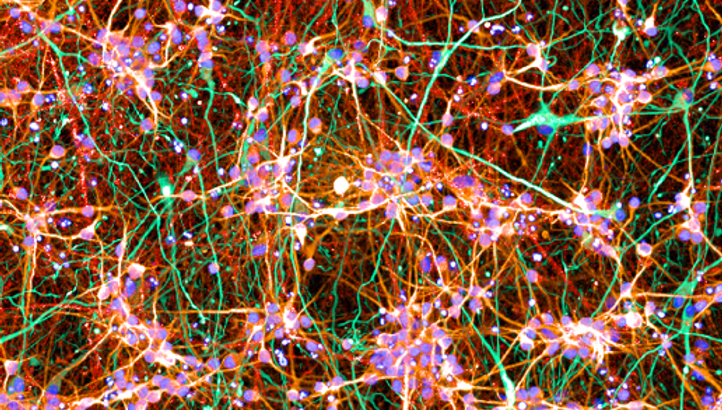 ICC image of neurons (red) and astrocytes (green) in co-culture