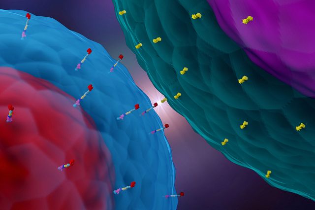 3d render of a CAR T cell interacting with a cancer cell.